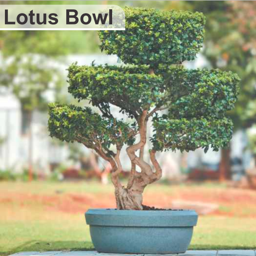 Lotus Bowl ( LB ) Planter For Indoor Or Outdoor In Grey Stone By Harshdeep - 1 Pc