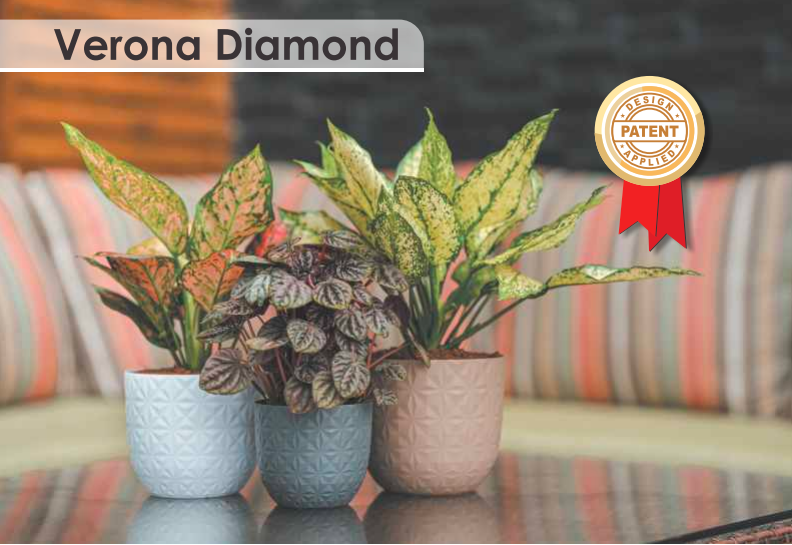 Verona Diamond Planter For Indoor Or Outdoor ( Multicolor ) By Harshdeep
