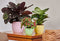 Verona Planter For Indoor Or Outdoor ( Multicolor ) By Harshdeep