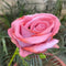 Artificial Rose Flower In Multicolor Single Stem For Home Decor (50 cm Tall -1 Stick)