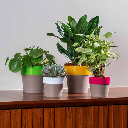 Arty Round Planter For Indoor Or Outdoor ( Multicolor By Harshdeep )